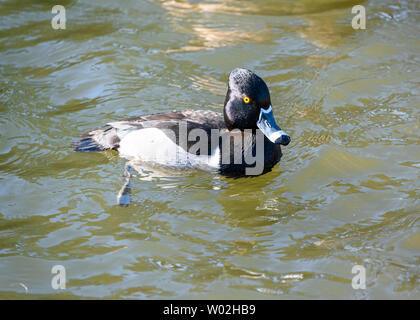 Beautiful ring necked male duck swimming in the lake. Black and grey bird. Grey, striped bill and intense yellow eyes. Red ring around neck. Sunny Stock Photo