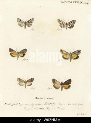 Spotted clover, Schinia scutosa 1,2, Epilecta linogrisea 3, Guernsey underwing, Polyphaenis sericata 4, and straw underwing, Thalpophila matura 5,6. Handcoloured copperplate engraving by Johann Carl Bock after Eugenius Johann Christoph Esper’s Die Schmetterlinge in Abbildungen nach der Natur, Erlangen, 1786. Stock Photo