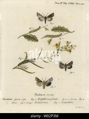 Red-headed chestnut, Conistra erythrocephala 1-4, toadflax brocade, Calophasia lunula 5 and grey shoulder knot, Lithophane ornitopus 6. Handcoloured copperplate engraving by Johann Carl Bock after Eugenius Johann Christoph Esper’s Die Schmetterlinge in Abbildungen nach der Natur, Erlangen, 1786. Stock Photo