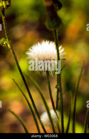 White Wild Flower on Green mix blurry Background. Stock Photo