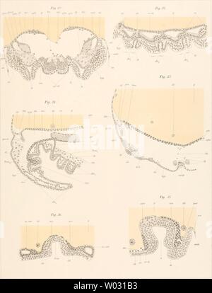 Archive image from page 166 of Die Embryonalentwickelung von Dermapteren und Stock Photo