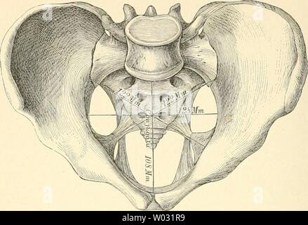 Archive image from page 167 of Die descriptive und topographische Anatomie. Die descriptive und topographische Anatomie des Menschen  diedescriptiveun00heit Year: 1896  128 Knochen der unteren Extremität.    201. Männliches Becken, von oben, mit den Durchmessern der Äpertura pelvis superior. Stock Photo