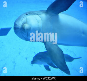 Allie, a 26-year-old bottlenose dolphin, swims with her newborn calf at Brookfield Zoo's Seven Seas exhibit in Brookfield, Illinois on August 7, 2013. Allie gave birth on August 2 to the approximately 40-pound, 3-foot-long calf.     UPI/Brian Kersey