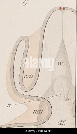 Archive image from page 172 of Die Enteropneusten des Golfes von