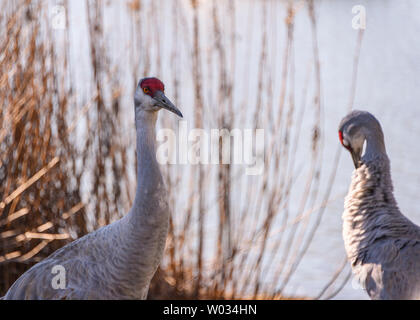 Beautiful sandhill crane walking around the lake. Grey and brown