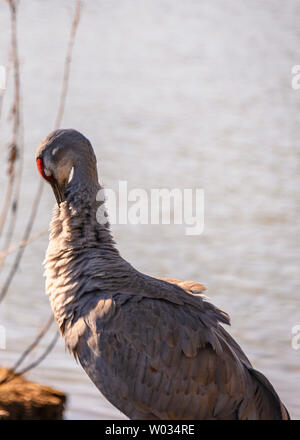 Beautiful sandhill crane walking around the lake.  Grey and brown feathers. Orange eyes and intense red patch on head. Long, grey bill. Sunny winter Stock Photo