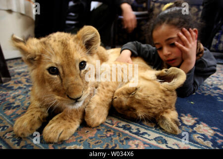 The grandchild of Palestinian Saad al-Jamal, play with a lion cub inside their family house in the Rafah refugee camp in the southern Gaza Strip, on March 19, 2015. Al-Jamal said he bought a pair of two-month-old cubs from the Rafah Zoo which were believed to have been smuggled into Gaza through a tunnel along the border with Egypt nearly three years ago.  Ahmed Juma, a owner of the zoo said, the zoo could no longer provide for them. Photo by Ismael Mohamad/UPI Stock Photo