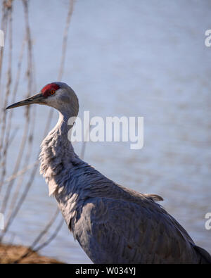 Beautiful sandhill crane walking around the lake. Grey and brown
