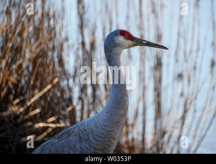 Beautiful sandhill crane walking around the lake.  Grey and brown feathers. Orange eyes and intense red patch on head. Long, grey bill. Sunny winter Stock Photo