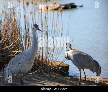 Beautiful sandhill crane walking around the lake.  Grey and brown feathers. Orange eyes and intense red patch on head. Long, grey bill. Sunny winter Stock Photo