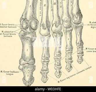 Archive image from page 199 of Die descriptive und topographische Anatomie. Die descriptive und topographische Anatomie des Menschen  diedescriptiveun00heit Year: 1896  11P M    260. Die Knochen des rechten Fusses, von der Plantarseite, mit den Muskelansätzen. Stock Photo