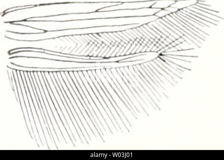 Archive image from page 201 of Die fossilen insekten und die. Die fossilen insekten und die phylogenie der rezenten formen; ein handbuch  diefossileninsek00hand Year: 1908 Stock Photo