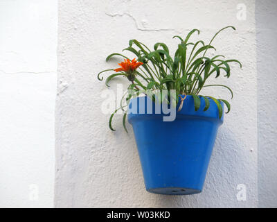 Single blue flowerpot on whitewashed Andalusian village wall with flowering orange daisy Stock Photo