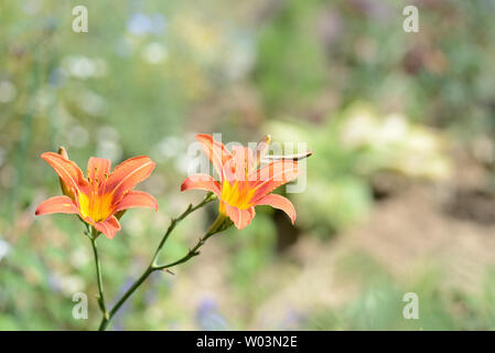 Beautiful orange lilies in the summer garden close-up