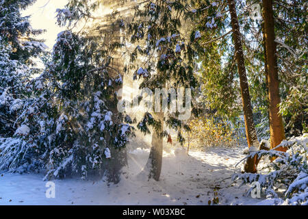 Winter scene in a park with sun beans shining through a pine trees Stock Photo