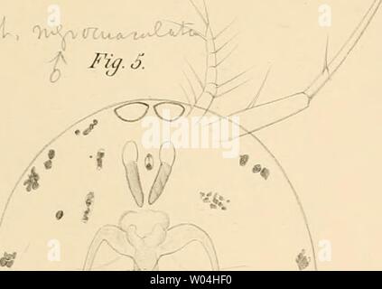 Archive image from page 264 of Die frei lebenden Copepoden mit Stock Photo