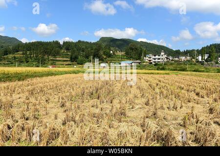 Full ears of rice Stock Photo