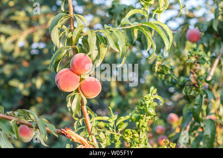 Ripe peaches hanging on the tree in the orchard. Healthy and natural food. Shallow depth of field. Stock Photo