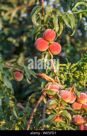 Mellow peaches hanging on the tree in the orchard. Healthy and natural food. Shallow depth of field. Stock Photo
