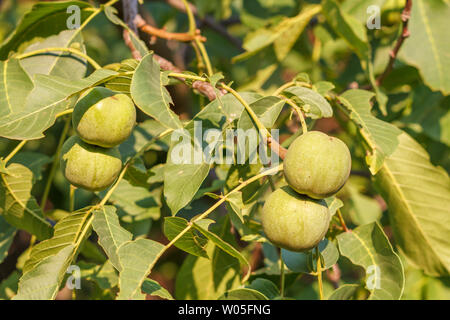 Close-up of walnuts in green husk on the tree at sunlight with green leaves on the background. Tree of walnuts. Stock Photo