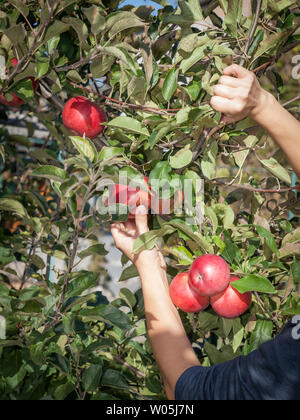 Farmer hands picking a red ripe apples from a tree in an orchard. Stock Photo