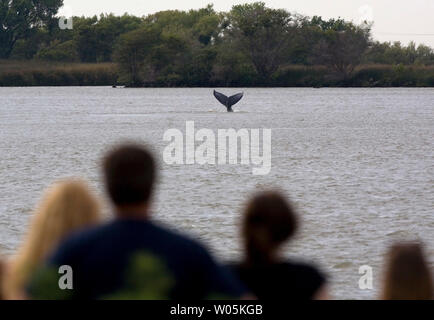 Wounded humpback whale mother 'Delta' slaps her tail against the water while local residents watch the mother and calf in the deep water channel of the Sacramento River, north of Rio Vista, California  on May 25, 2007. (UPI Photo/Aaron Kehoe) Stock Photo