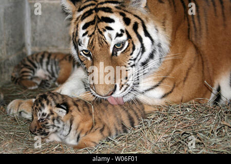 Adorable! Three tiger cubs born at Milwaukee County Zoo