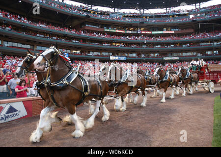 Cardinals Anheuser-Busch Clydesdales history