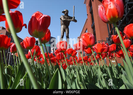 The tulips around the Stan Musial statue at Busch Stadium have