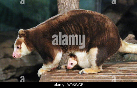 Nokopo, a female Matschie's tree kangaroo joey, pokes her head out from within her mother Kasbeth's pouch at their habitat in Emerson Children's Zoo at the Saint Louis Zoo in St. Louis on December 17, 2010. Six months ago Nokopo, nicknamed Noko, was born the size of a lima bean then immediately moved into her mother's pouch to be nurtured and developed, and has since grown to be the size of a small cat. She is named after a village in Papua New Guinea.  UPI/Bill Greenblatt Stock Photo