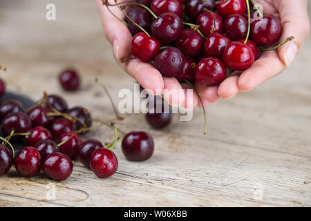 Joined woman's hands holding a large handful of fresh cherries on light wooden table in selective focus Stock Photo