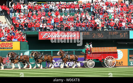 Budweiser Clydesdales on St. Louis Cardinals opening day