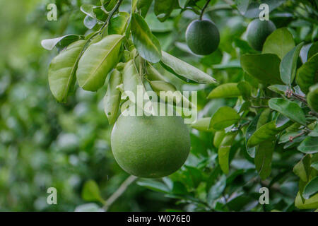 Pomelo, ripening fruits of the pomelo, natural citrus fruit, green pomelo hanging on branch of the tree on background of green leaves, close-up Stock Photo