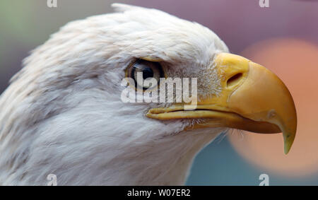 Cartoon Cardinal School Mascot Playing Baseball Stock Photo - Alamy