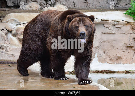 Grizzly Bear  Saint Louis Zoo