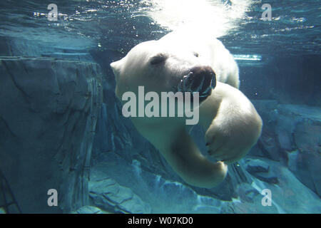 Kali the 2 ½ year-old, 850-pound male polar bear swims in his new McDonnell Polar Bear Point at the Saint Louis Zoo in St. Louis on June 4, 2015. The new 40,000-square-foot exhibit will bring visitors nose-to-nose with the swimming polar bear. Kali who was orphaned in Alaska came to St. Louis on May 5 after living for two years at the Buffalo Zoo. He will swim in his 50,000-gallon Polar Dive Pool. Photo by Bill Greenblatt/UPI