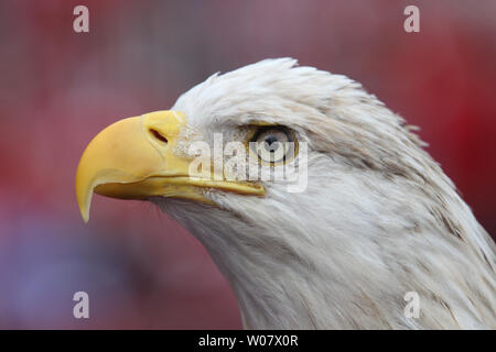 Bald Eagle - Clark - World Bird Sanctuary