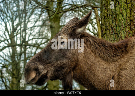 European Moose Alces alces Stock Photo