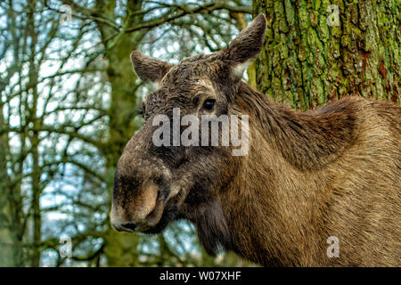 European Moose Alces alces Stock Photo