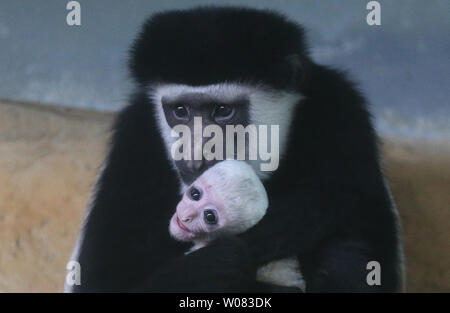 A newly born colobus monkey is held by a sibibling at the Saint Louis Zoo in