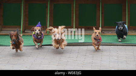 Small dogs run to their owners during the Wiener Dog races following the Mardi Gras Pet Parade in St. Louis on February 4, 2018.   Photo by Bill Greenblatt/UPI Stock Photo