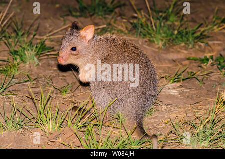 rufous rat-kangaroo (Aepyprymnus rufescens), more commonly known as the rufous bettong, Queensland, Australia Stock Photo