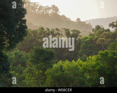 Scenic Australian bush with green leafy trees, Eucalyptus and shrubs. Sunlight on the mist or haze in the hills behind. Beautiful country, Winter Stock Photo