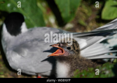Arctic tern chick on the Farne Islands. Breeding Arctic terns, puffins, guillemots and shags all suffered losses due to significant rainfall on the Farne Islands earlier this month as the chicks and pufflings (baby puffins) were at their most vulnerable. 125mm of rainfall fell in just 24 hours on 13 June 2019, five times the amount that fell in the whole of June the previous year (24.8mm). Stock Photo