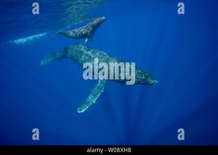 A mother and calf pair of humpback whales, Megaptera novaeangliae, surface off the island of Maui, Hawaii. Stock Photo