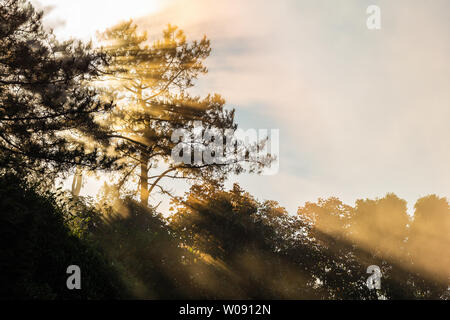 Sunlight shining through silhouetted tree covered by cold fog in winter morning. Stock Photo