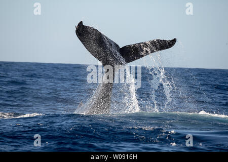 The tail of a humpback whale, Megaptera novaeangliae, off the coast of Maui, Hawaii. Stock Photo