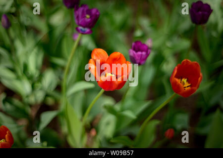Beautiful and colorful red and violet tulips on blurry dark green colors background. Large close-up photography from Tulip Festival. Stock Photo