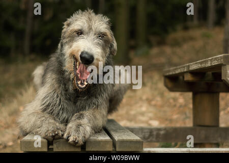 Irish Wolfhound, big gray yawning dog lying on a bench in the woods Stock Photo