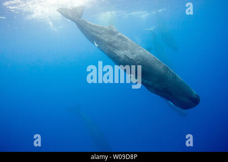 The sperm whale, Physeter macrocephalus, is the largest of all the toothed cetaceans.  Males can reach 60 feet in length.  Photographed in the Indian Stock Photo